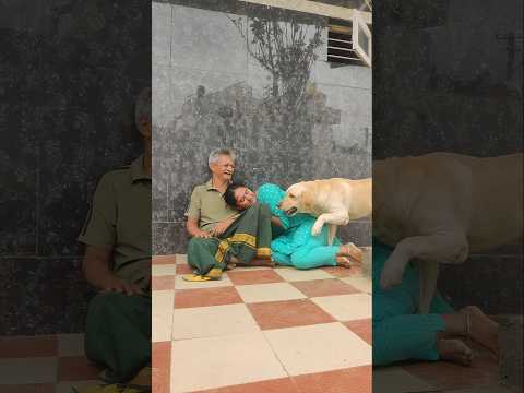 Jealousy 😂 || labra Rio ||#youtubeshorts  #shorts #dogjealous #labrador #dog #emotional #cute #funny