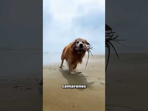 Este Perrito Fue A Pescar Al Mar Para Llevarle Comida A Su Dueña ❤️