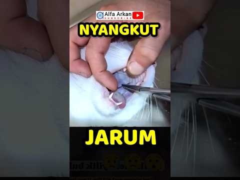 Kucing nyangkut jarum, doain biar lancar