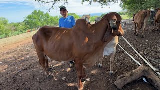 Vacas gyr por parir mira como andan ya les falta poco 