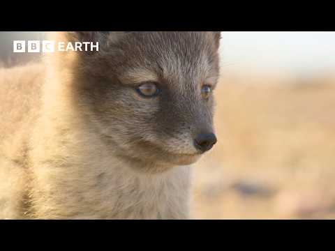 Nature's Most Extraordinary Moments Narrated by Sir David Attenborough | BBC Earth