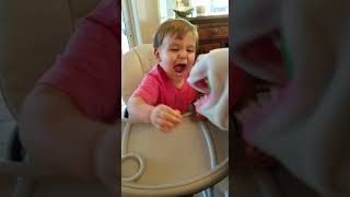 Baby shark Dad tries to eat a block