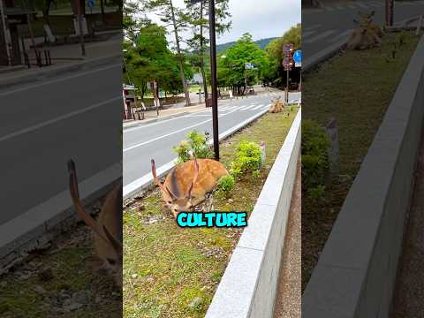 Why did Japan remove public Trash cans đŽ #japan #shorts