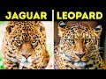 Animal Species and Characteristics