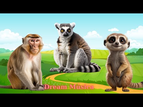 Amazing Animals in The World: Monkey, Lemur, Meerkat, Gorilla - Animal Sounds