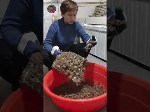 āĻŦāĻŋāĻā§āĻā§āϰ āĻāĻžāώ āĻāϰāĻž āĻšāĻā§āĻā§#shorts #shortvideo #scorpio