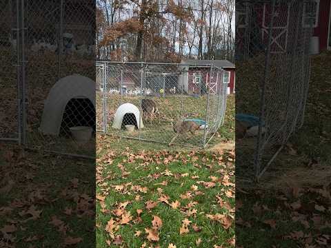 Went out to take care of my ducks and saw this… #shorts #foryou #animals