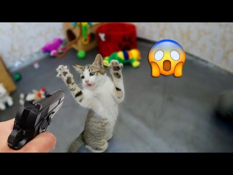 Try Not To Laugh Pets | Funniest Cat Videos In The World | Simba vs Shera 😹