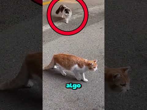 NENHUM GATO PODE PASSAR POR ESSA RUA