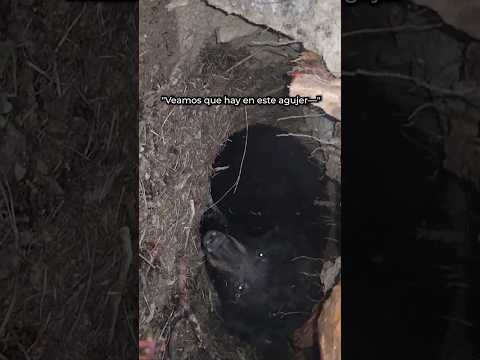 Se Encuentra A Un Oso Por Accidente #shorts #memes #funny #humor #funnyshorts #funnyvideos