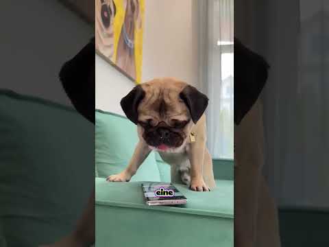 Als der Hund Chintu dazu brachte, einen Donut zu tragen