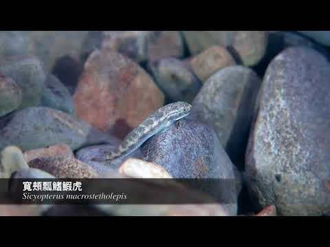 恆春半島溪流生物紀錄 - YouTube(1分34秒)
