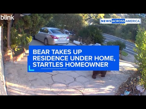 YouTube video thumbnail: Bear Takes up Residence Under California Home, Startles Homeowner