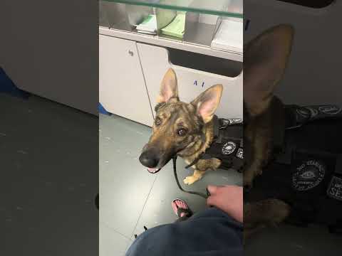Lucifer the Service dog has the power to change whole outings without saying a word