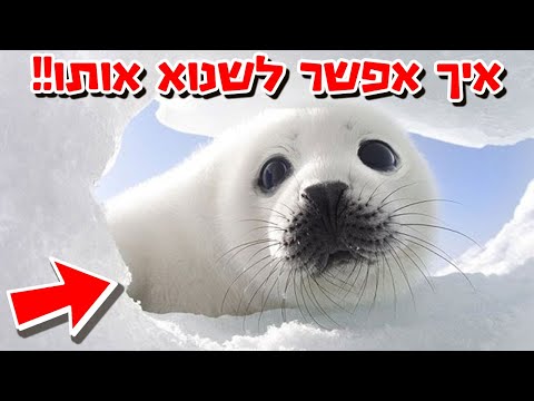 אין לו אמא?!  - קצרים