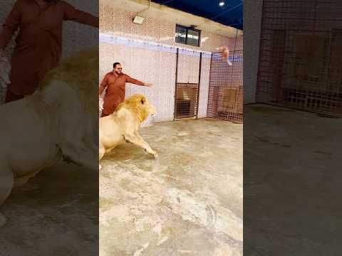 Naughty Mufasa 😂(mian saqib)
