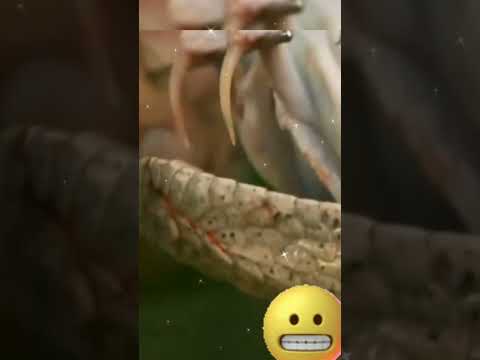 Разнообразный мир змей! #shorts
