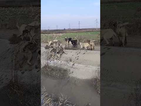 3 KANGALS DOGS & 9 MIXED BREED DOGS BARK'S ๐ฅ #kangal #kangaldogs #turkishkangal #dog #shorts