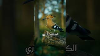 01 | الكوكب الذري - المنشد محمد زين والمجموعة #shorts