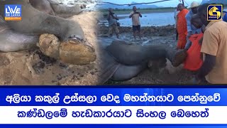 අලියා කකුල් උස්සලා වෙද මහත්තයාට පෙන්නුවේ කණ්ඩලමේ හැඩකාරයාට සිංහල බෙහෙත්