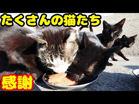 空腹なたくさんの猫たちにご飯をあげると・・・ さくらねこと野良猫への給餌