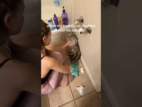 @hot.podd: Donโt even get me started on the paint incident #cat #catlover #kitty