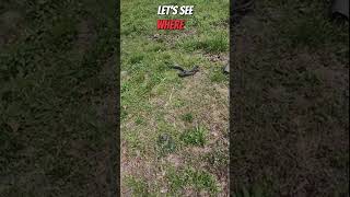 Meet Frank: The Non-Venomous Wonder! #shorts