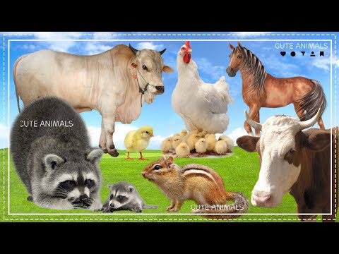 The fun of familiar animals: Cows, Chicken, Horse, Raccoon, Squirrel  - vivid animal sounds