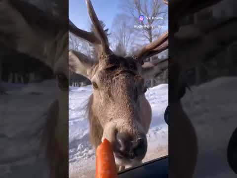 дал оленю попробовать морковку #природа #олень #добро #зима #снег #shorts