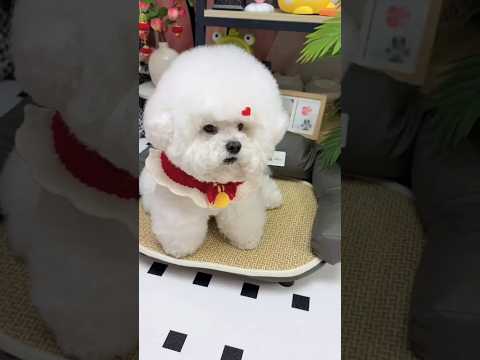When this girl gives her cute dog to eat watermelon, the dog does not eat watermelon😍#shortvideo