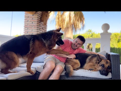 The Puppy is Jealous when I hug another German Shepherd