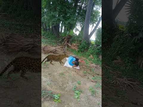 Chita attack #tiger #peacock #shortsviral #trending #animal #tigertiger #shortvideos #nature