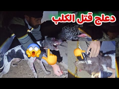 عملية البحث عن الدعالج لكن حصل شي لم يكن في الحسبان