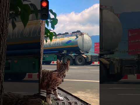 Phản ứng nhanh nhẹn hài hước của chú mèo khi nghe tiếng còi xe tải vui nhộn
