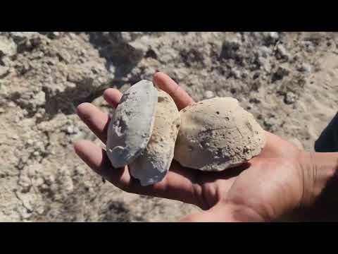 Encontramos fósiles muy grandes en el desierto