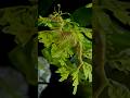 Leafy Sea Dragon Characteristics and Habitat