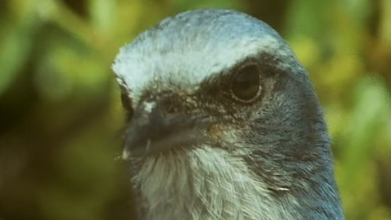 Birds Stealing From Other Birds Trials Of Life BBC Earth