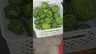 Fresh harvesting #garden #gardening #thankyou #subscribe #growyourownfood #support #plants #pepper