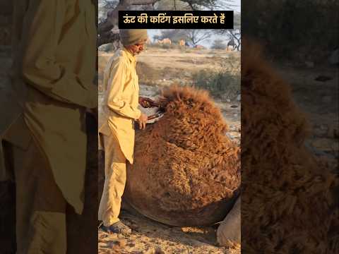 ऊंट की कटिंग इसलिए करते है 😳 #gogamedimela #गोगामेड़ी #liveindiasabsefast