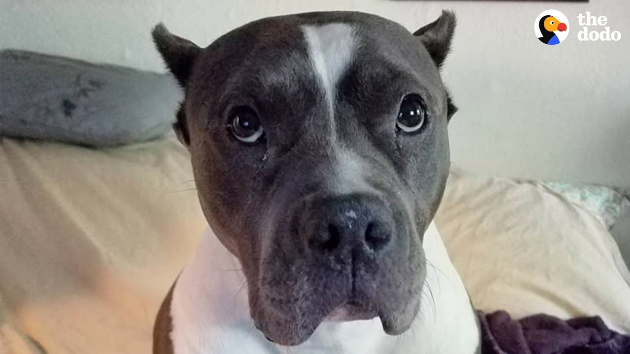 Rescue Pittie Talks To Her Mom Nonstop