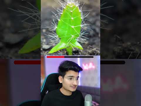 700 Days in One Minute Dragon Fruit Growth Timelapse #shorts #timelapse