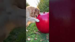 This Dog Found a Giant Fruit… And Went for It 🍉🐶