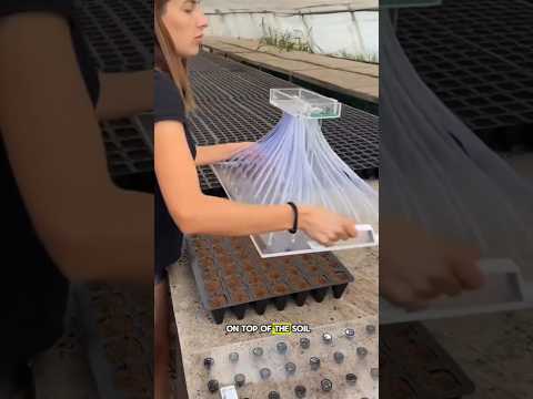 seed method for new plants#shorts#short#trending#unique#fyp