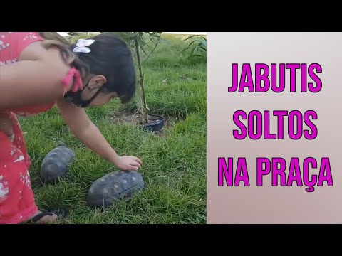 SOLTEI OS JABUTIS NA PRAÇA