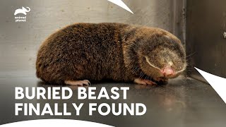Unearthing the Cape Mole-Rat's Underground World | Little Giants S1 E8 | Animal Planet