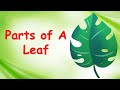 Understanding the Parts of a Leaf