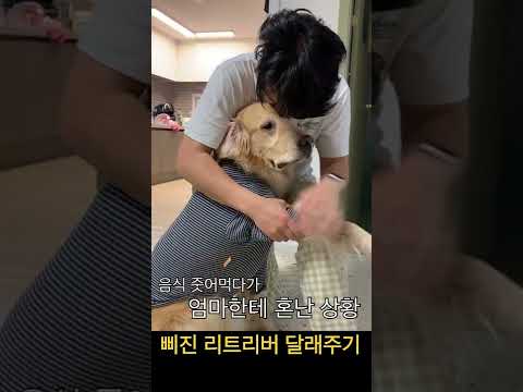 삐진 리트리버 달래주기