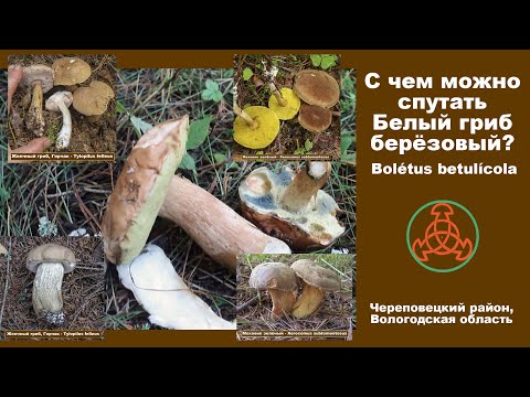 С чем можно спутать Белый гриб берёзовый (Boletus betulicola?