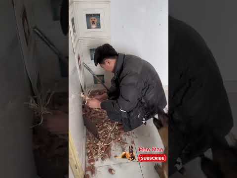 Con Mao Mao vô tình chui vào lò đốt , hãy xem cách mà nó cứu con mình #shortvideo #maomao #dog