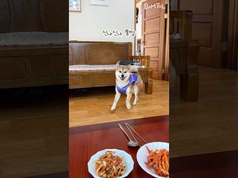 명절에 재롱둥이가 나타났다